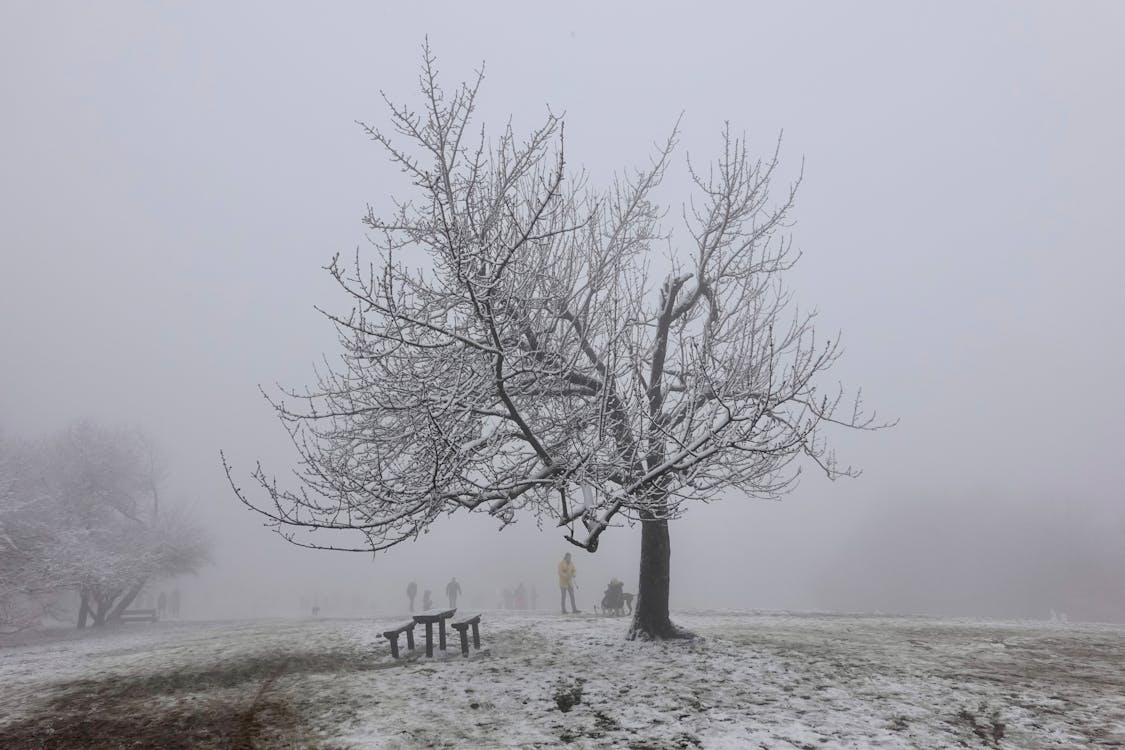 Fotobanka s bezplatnými fotkami na tému hmla, krajina, les