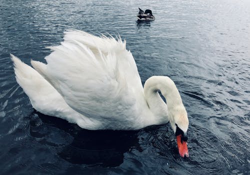 Immagine gratuita di acqua, animale, avvicinamento