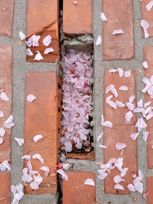 Imagine de stoc gratuită din cărămizi, cu petale de flori, floare