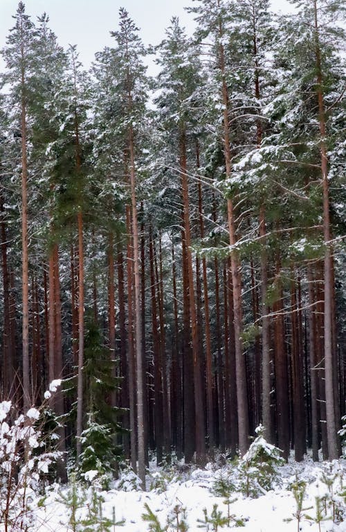 Gratis stockfoto met Bos, bossen, dennenbomen