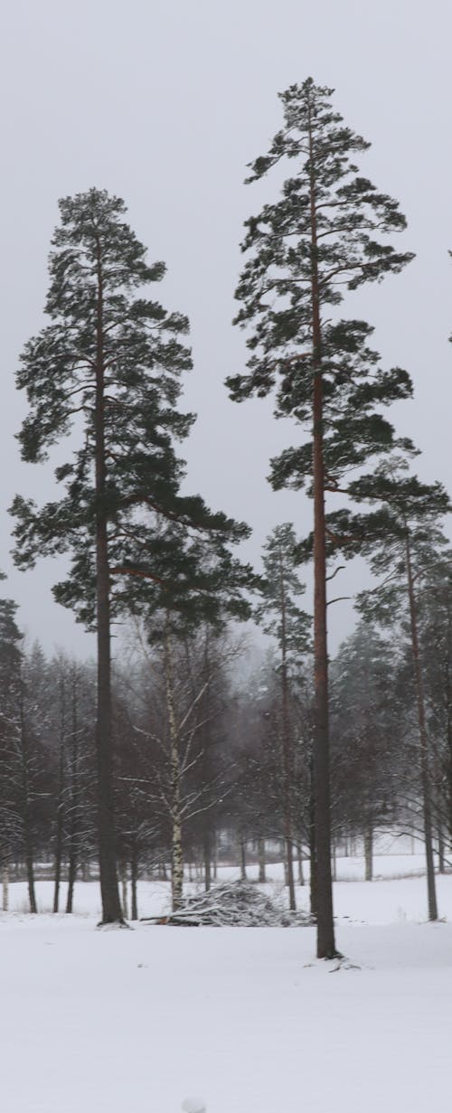 Snowed Winter Forest