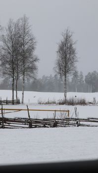 Peaceful rural winter scene with snow-covered trees and fence in a forest.