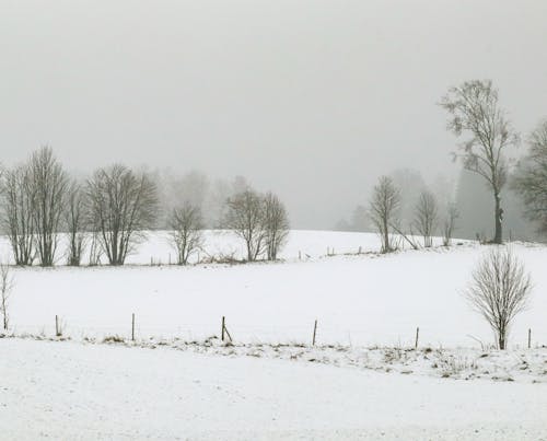 Winter Rural Landscape