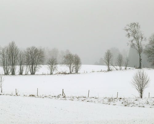 Photos gratuites de arbres, champ, clairière