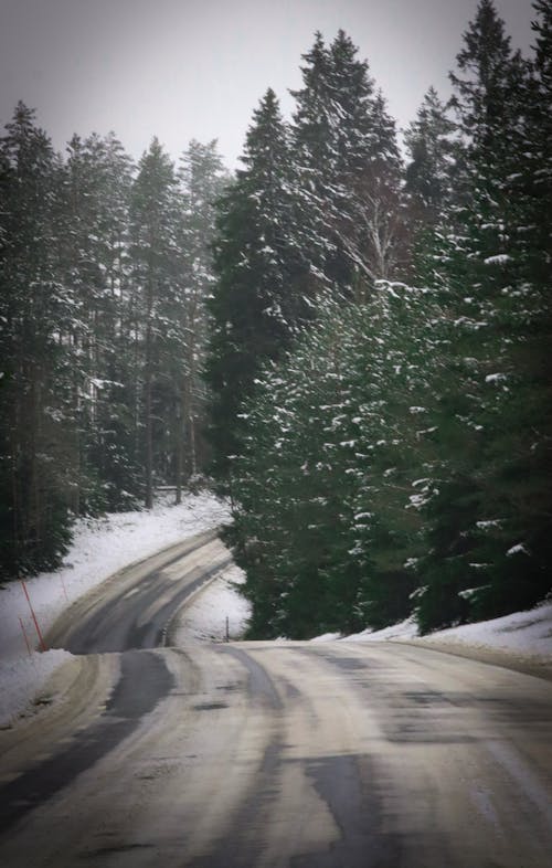 Road in Winter Forest