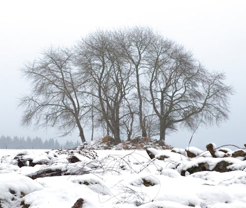 Základová fotografie zdarma na téma bezlisté stromy, holé stromy, sněhem pokryté zemi