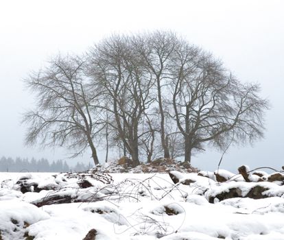 Bare trees stand over snow-covered ground, creating a serene winter scene.