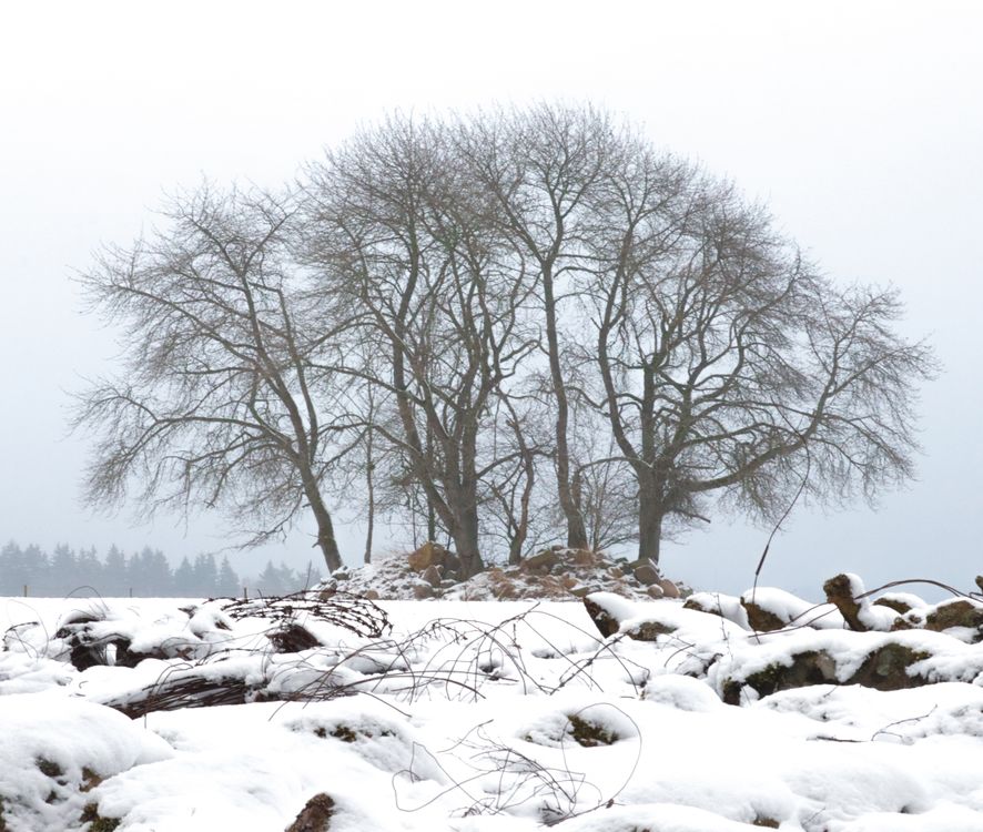 Tree Snow Ground Bare Trees on Snow-Covered Ground · Free Stock Photo