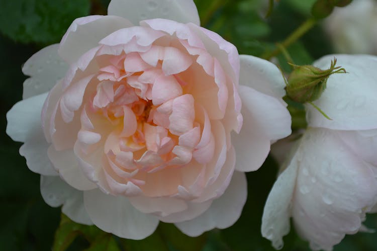 Rose In Close Up Photography