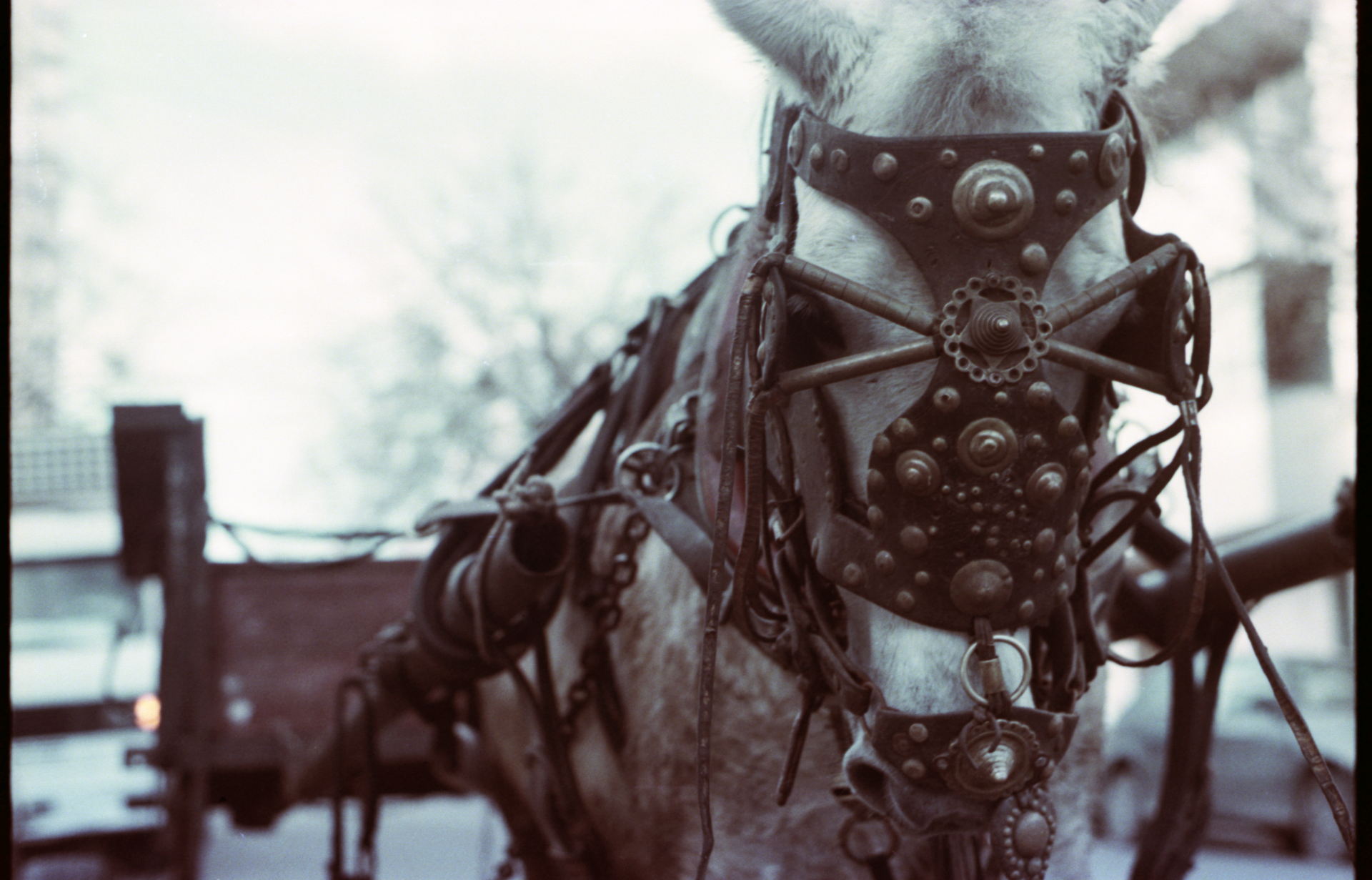 White Horse in Reins