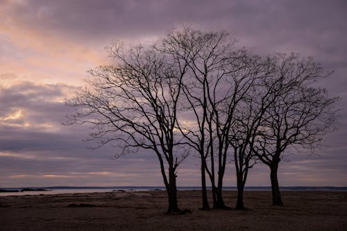 가지, 나무, 모래의 무료 스톡 사진