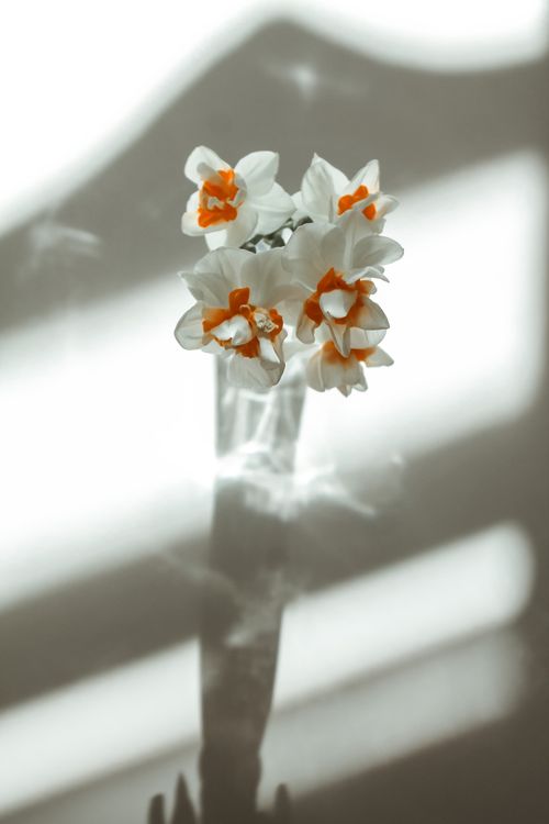 Free A minimalist arrangement of white daffodils casting soft shadows in gentle light. Stock Photo