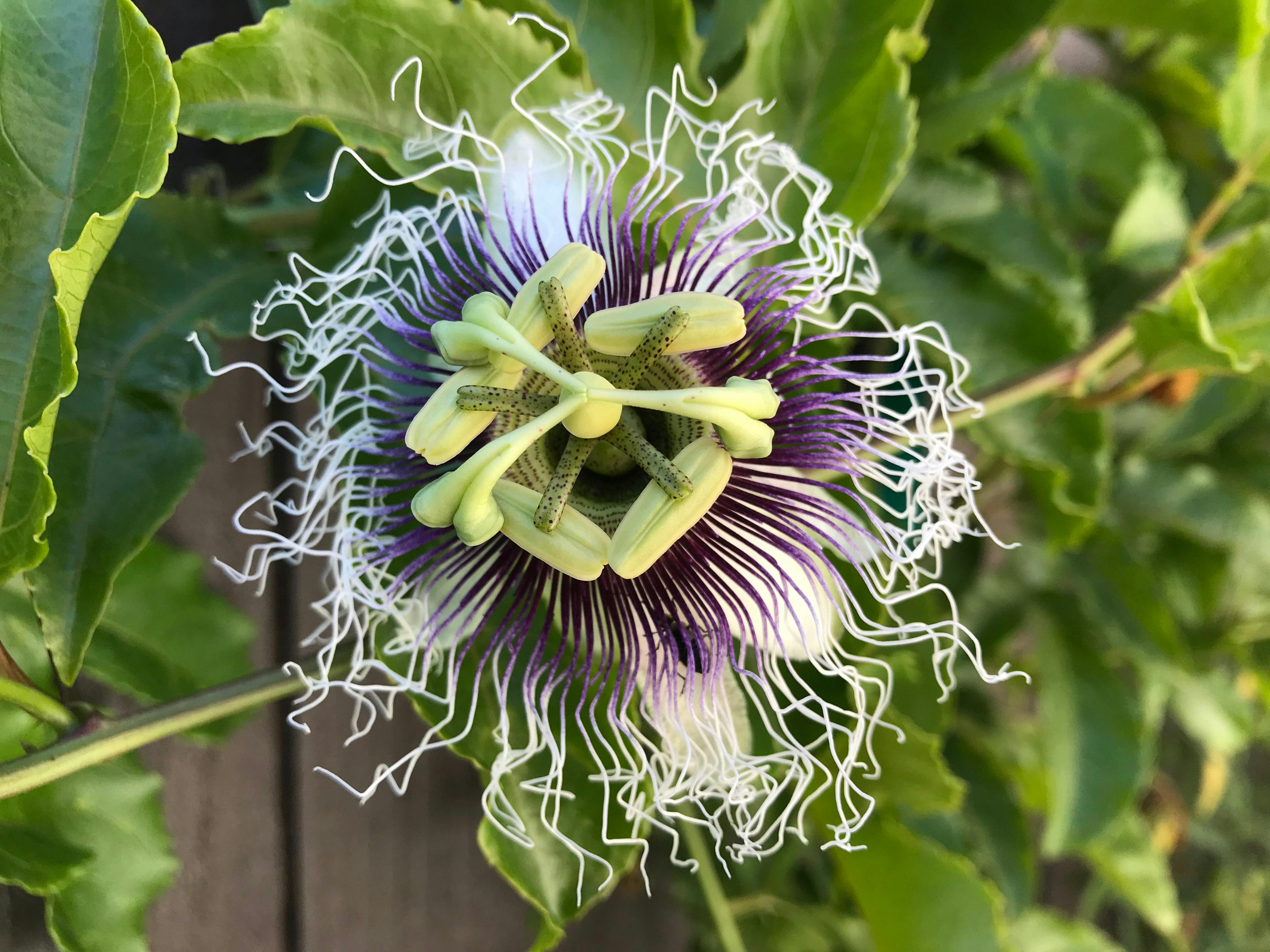 Free stock photo of beautiful flowers, hawaii, Lilikoi