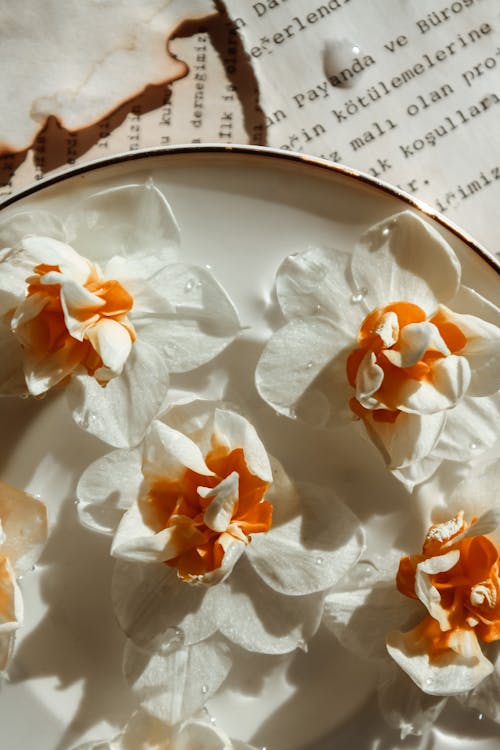 Foto profissional grátis de decoração, flores brancas, narcisos