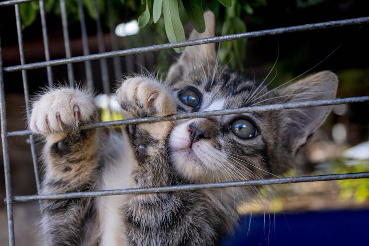 Kitten In Close Up Photography