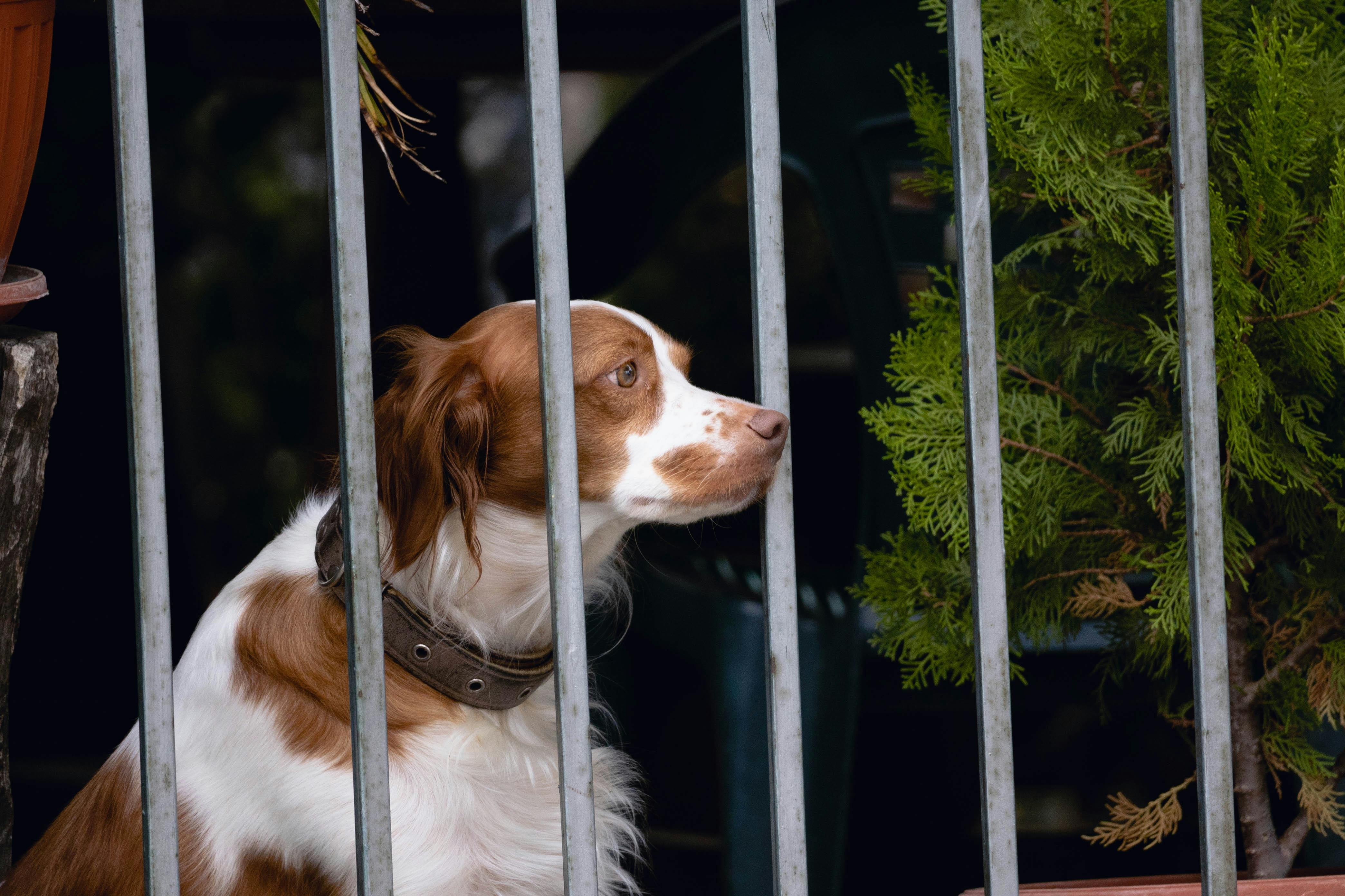 Pet Safety Alert: Hidden Dangers of Foxtails and Burrs Explained - The National Law Review — Photo by Denitsa Kireva on Pexel