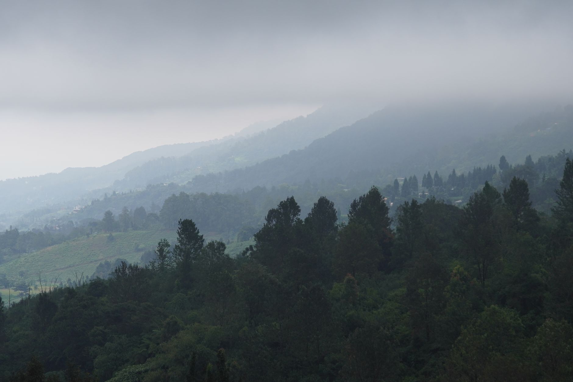 Pemandangan kebun teh berkabut di dataran tinggi Ciwidey Bandung Selatan Pemandangan kebun teh berkabut di dataran tinggi Ciwidey Bandung Selatan