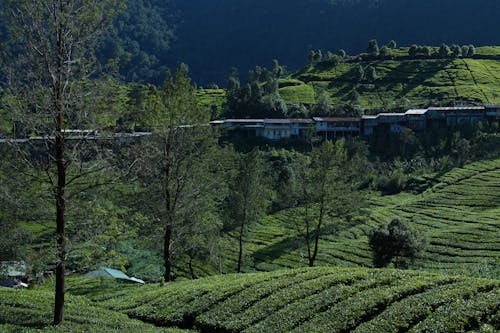 Foto stok gratis bidang, Desa, lansekap