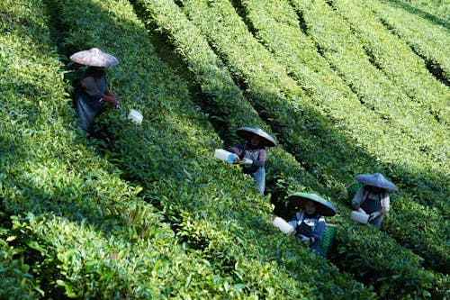 Imagine de stoc gratuită din agricultură, câmp, ceai