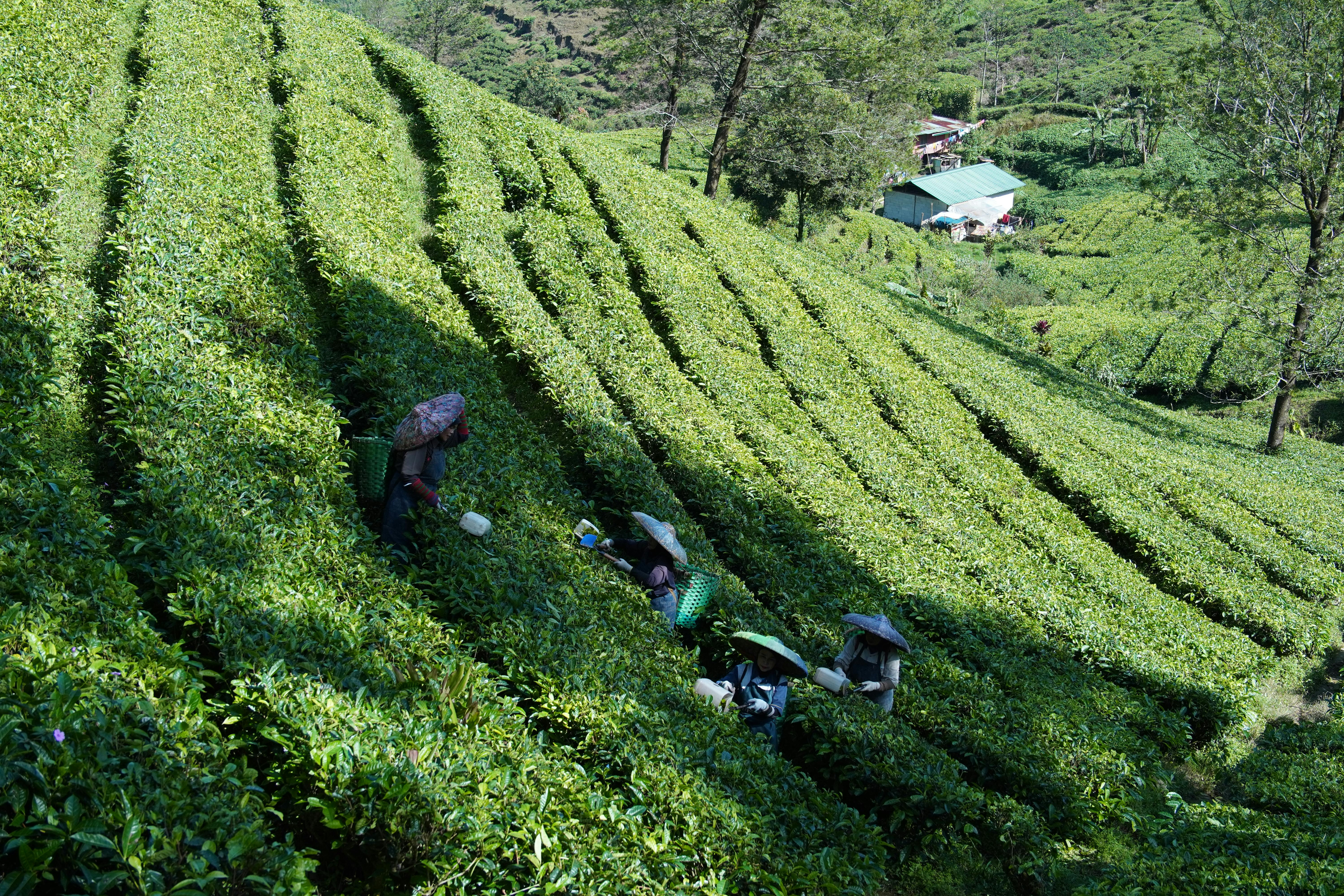 MPs pledge site visist as KTDA gives progress on hydro