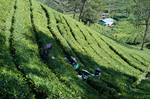 Free Farmers picking tea leaves in verdant terraced fields on a sunny day. Stock Photo