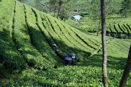 Free A picturesque view of women working in a lush green tea plantation on sunny hillside. Stock Photo