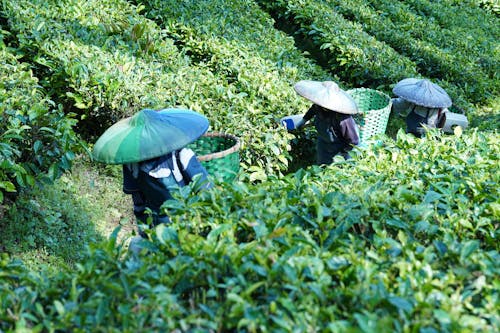 Imagine de stoc gratuită din agricultură, câmp, ceai