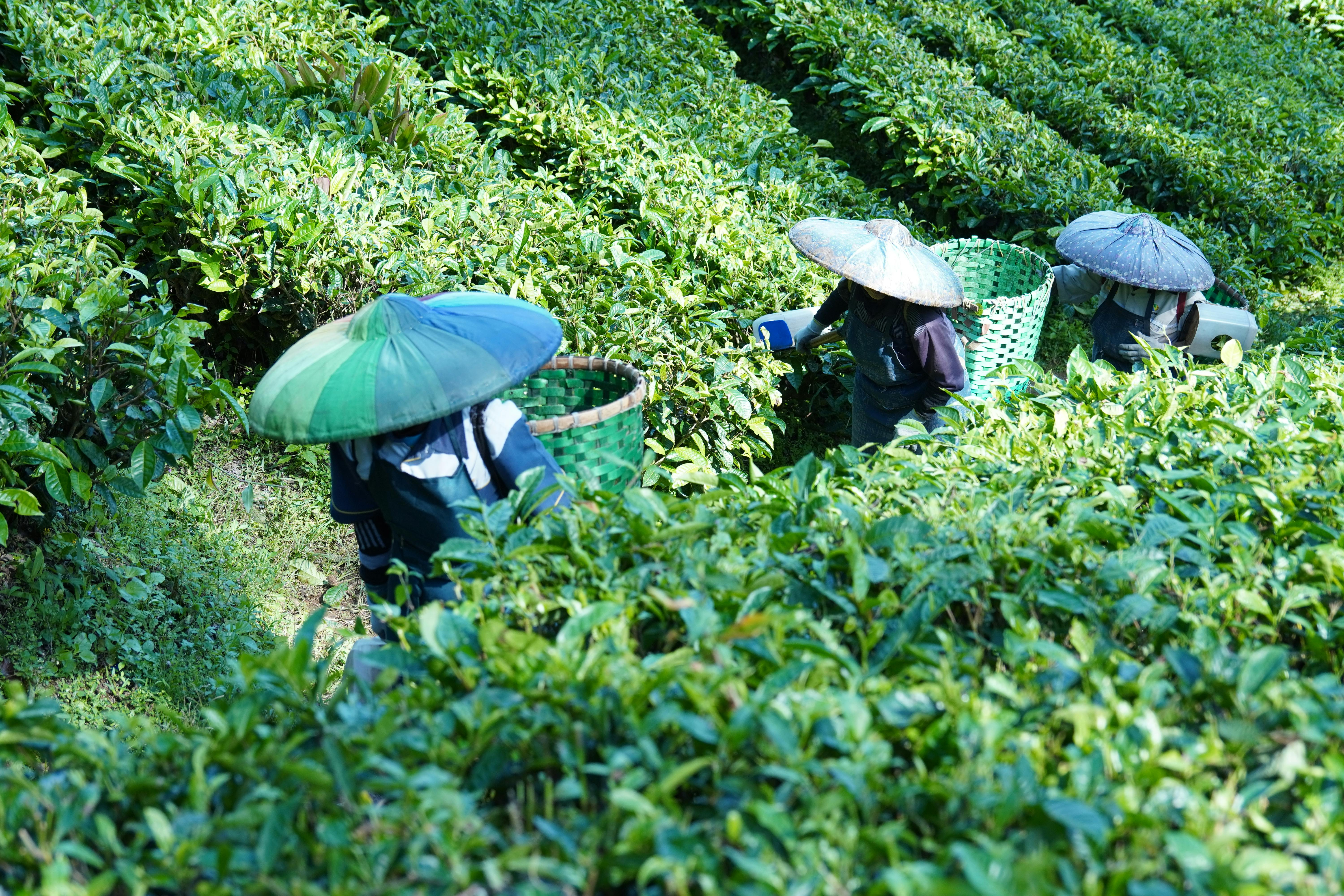 Growth Trends in the Tea Business