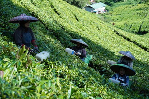 Foto stok gratis agrikultura, bekerja, bidang