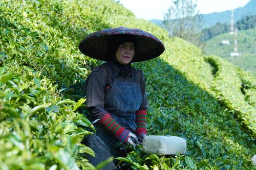 Free A woman wearing a wide-brimmed hat is picking tea leaves on a lush plantation terrace. Stock Photo