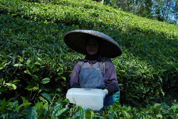 Woman In An Asian Hat In The Field