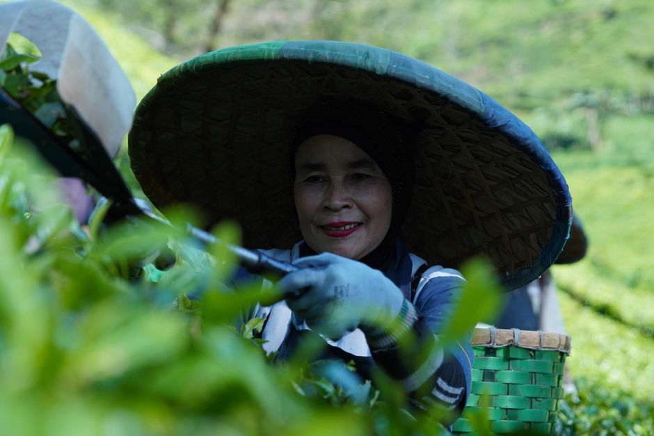 台灣茶葉介紹:從產地、風味到選購,理解台灣好茶的真正價值 台灣茶葉介紹:從產地、風味到選購,理解台灣好茶的真正價值