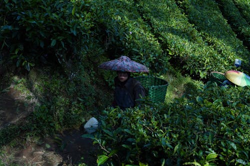 Ingyenes stockfotó ázsiai nő, dolgozó, farm témában Stockfotó