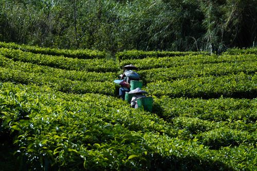 Free Workers picking tea leaves in a vibrant green plantation on a sunny day. Stock Photo