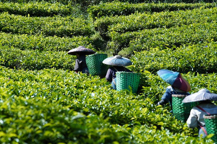 Workers In Tea Field