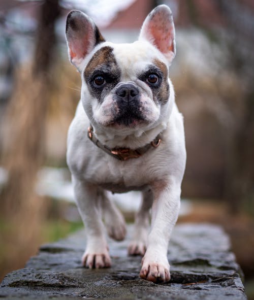 Free A white and brown french bulldog standing on a stone Stock Photo