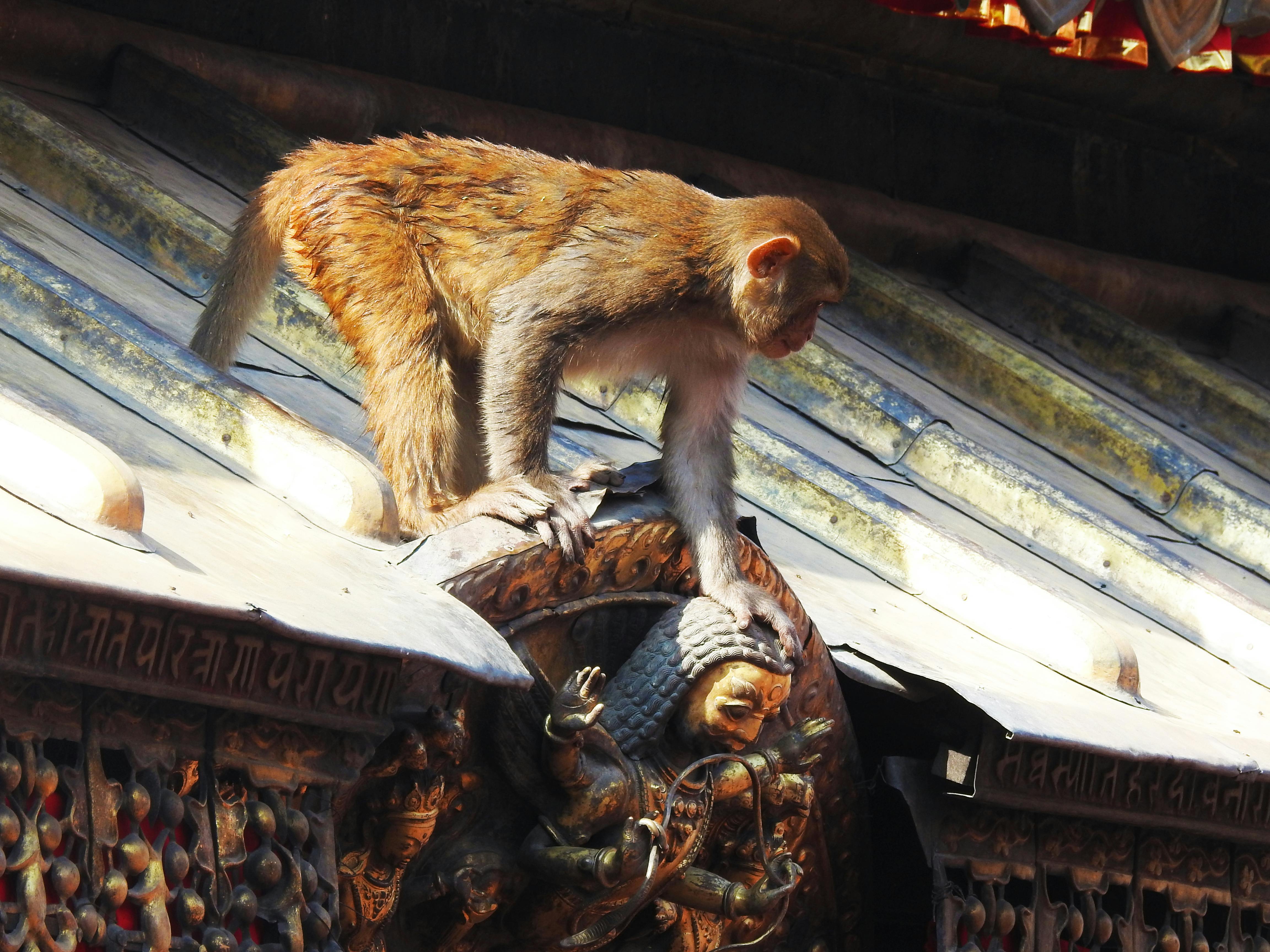 Free stock photo of monkey, temple