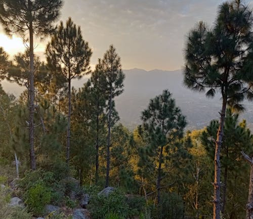 Pine Trees in a Forest