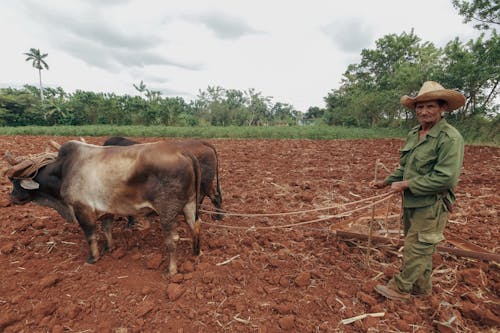 Ingyenes stockfotó dolgozó, farmer, Férfi témában