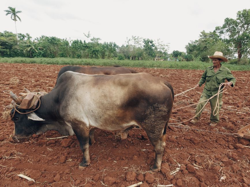Fotomural Un agricultor guía bueyes arando un campo, mostrando técnicas agrícolas tradicionales.