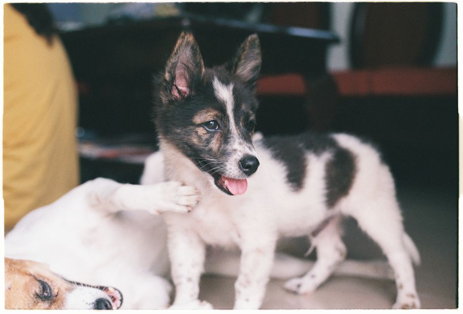 Why Does My Dog Pant Excessively? Heat, Anxiety & Health