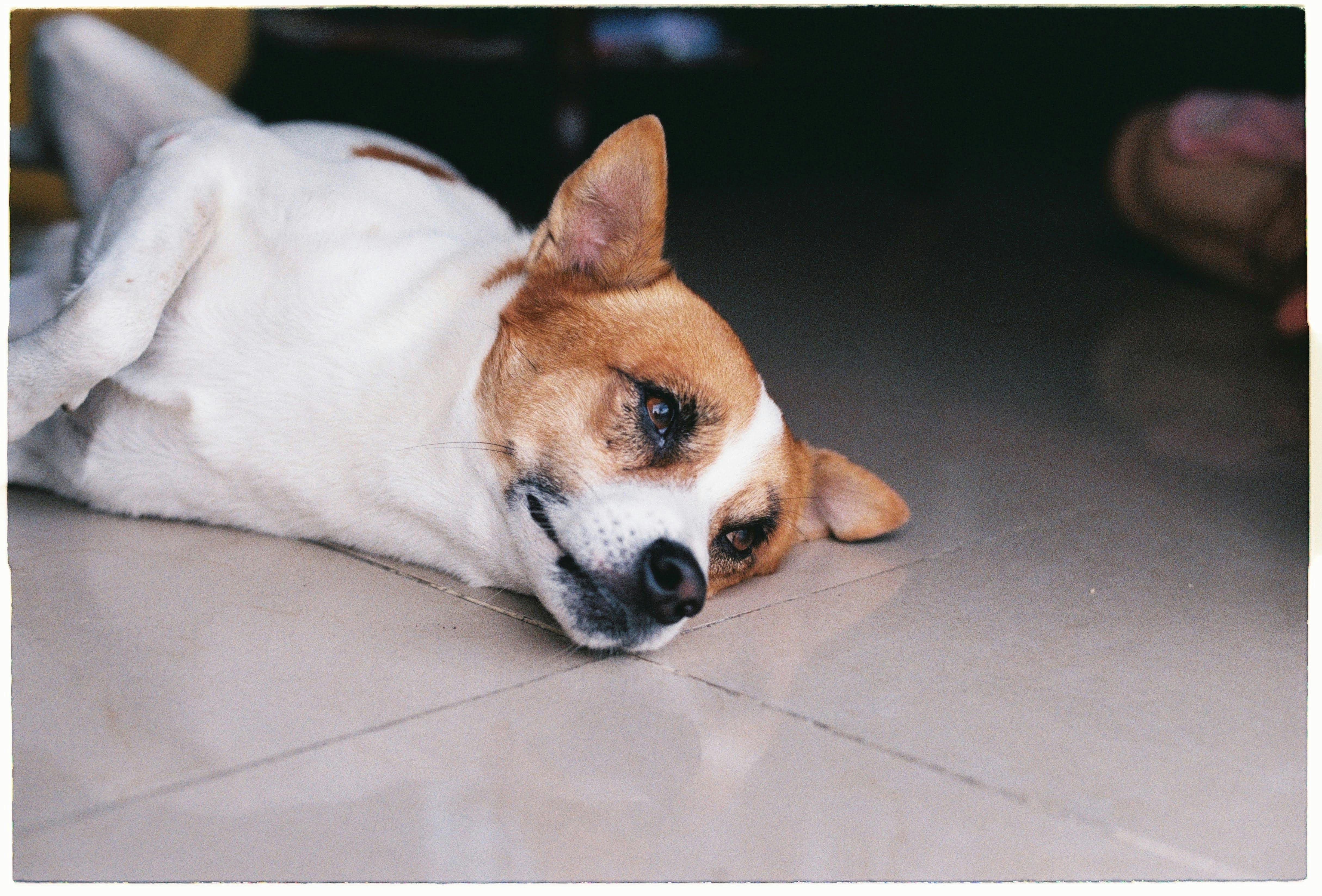 A relaxed Jack Russell Terrier lies on the floor indoors, showcasing its calm demeanor.