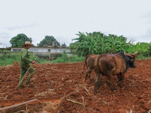 Oxen Working in Field