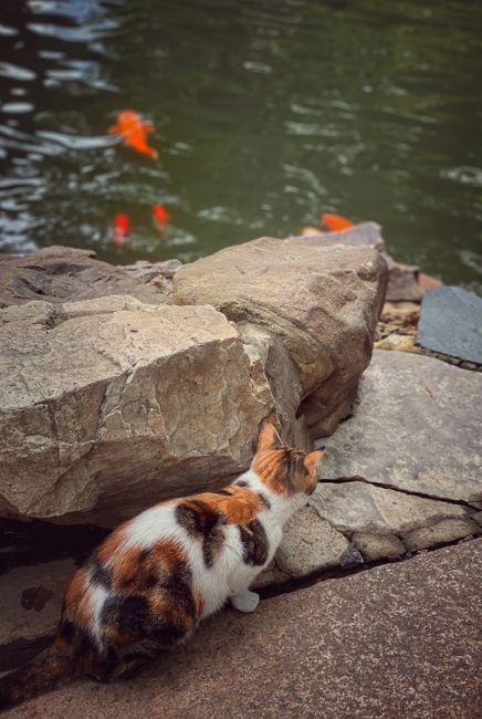 A curious cat watches colorful fish swim in a serene pond surrounded by rocks.