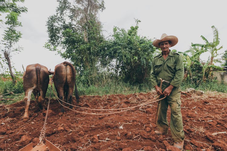 Farmer With Oxen In Field