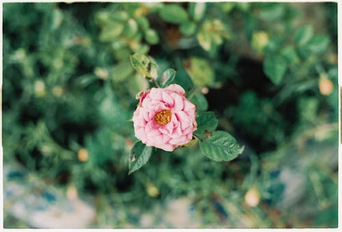 Pink Flower in Close-Up Photography