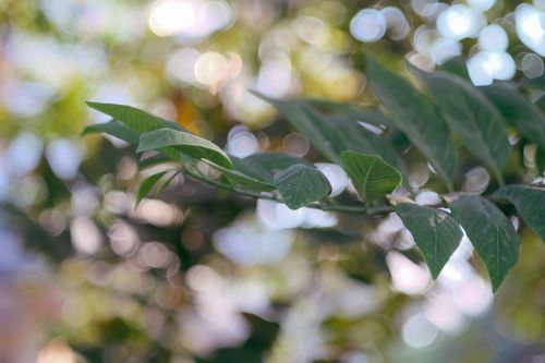 Free A leafy branch in sharp focus with a blurred bokeh backdrop, capturing nature's beauty. Stock Photo