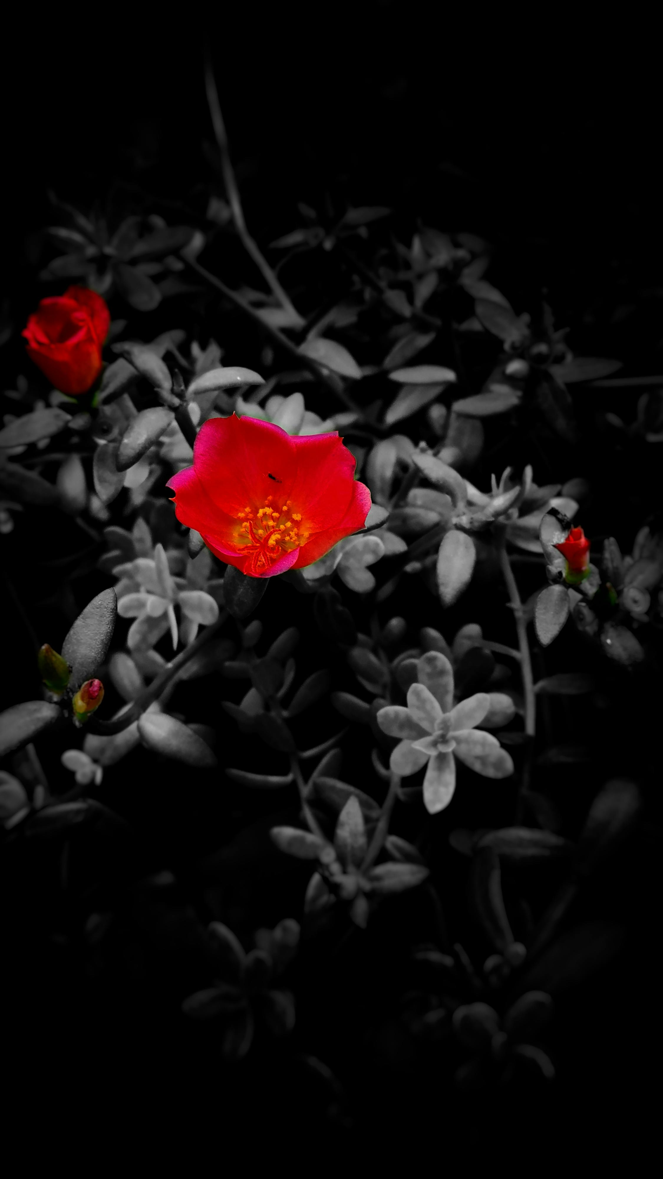 black and white with color flowers