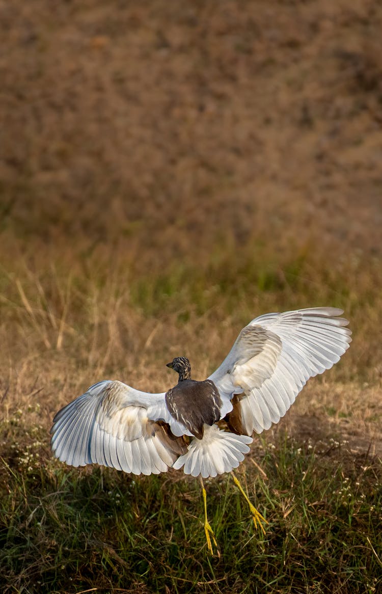 Flying Great Painted Snipe 