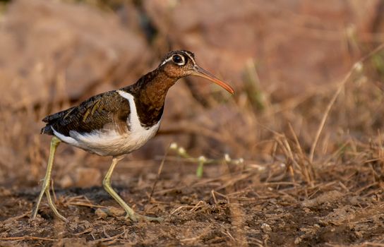 A Bird Standing on the Ground